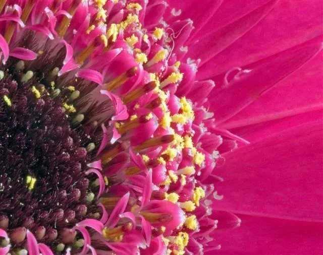 Close-up of bright magenta flower petals with yellow stamens and dark center