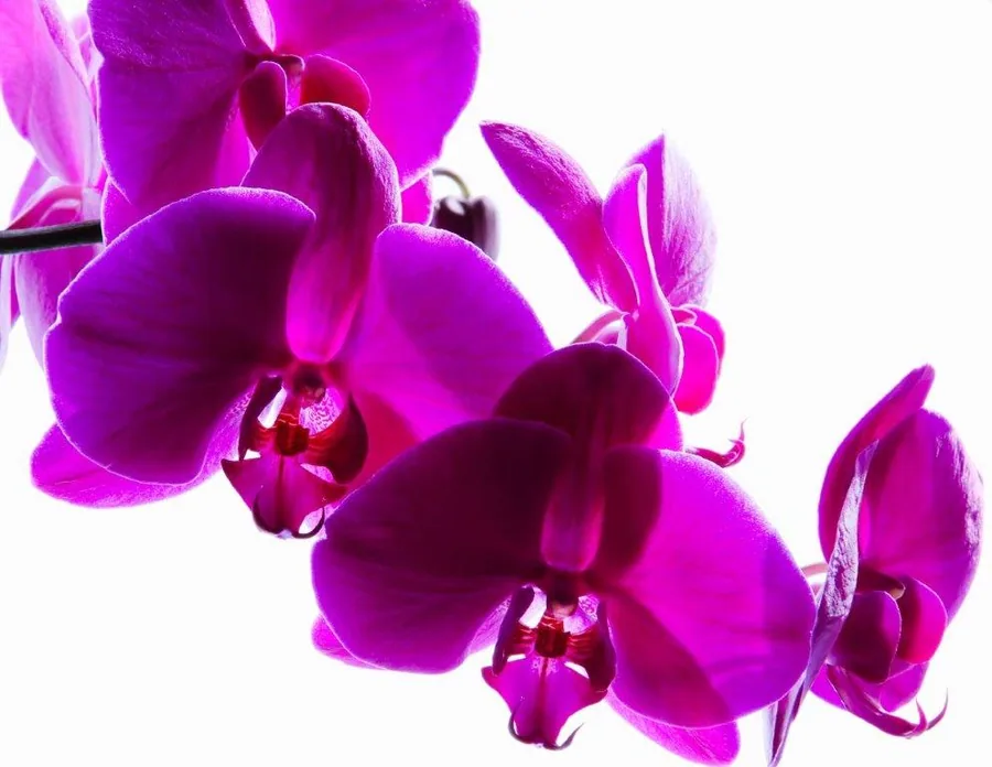 Close-up of vivid magenta orchid flowers with dark burgundy centres against white background