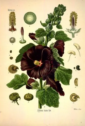 Vintage botanical illustration of dark red mallow flowers with green leaves and detailed plant anatomy studies