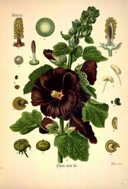 Vintage botanical illustration of dark red mallow flowers with green leaves and detailed plant anatomy studies