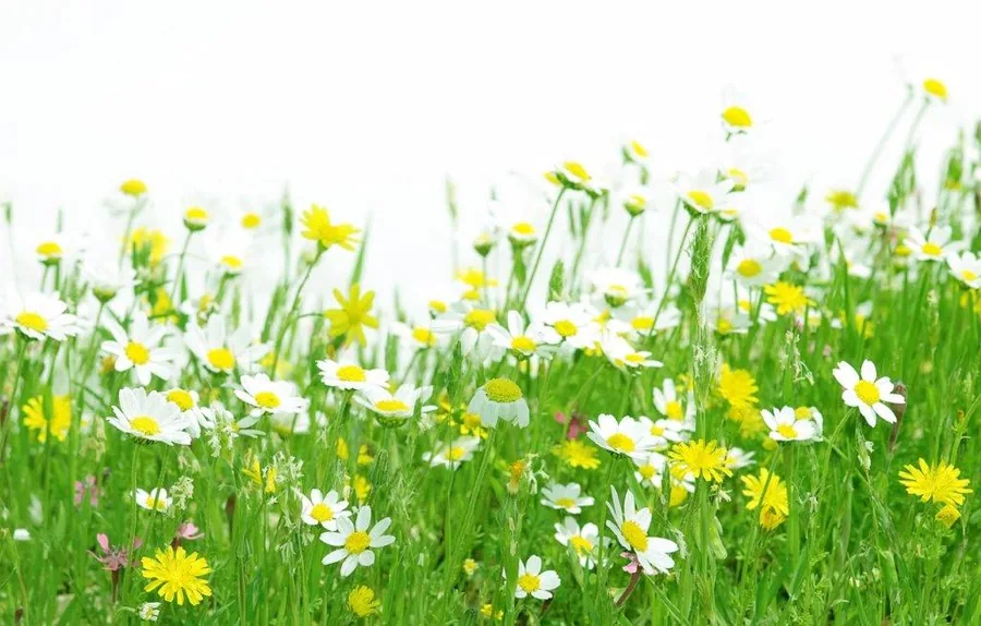 White daisies and yellow wildflowers in green grass meadow against white background