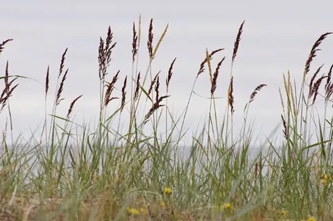 Close-up of tall wild grasses with brown seed heads swaying in a misty field.