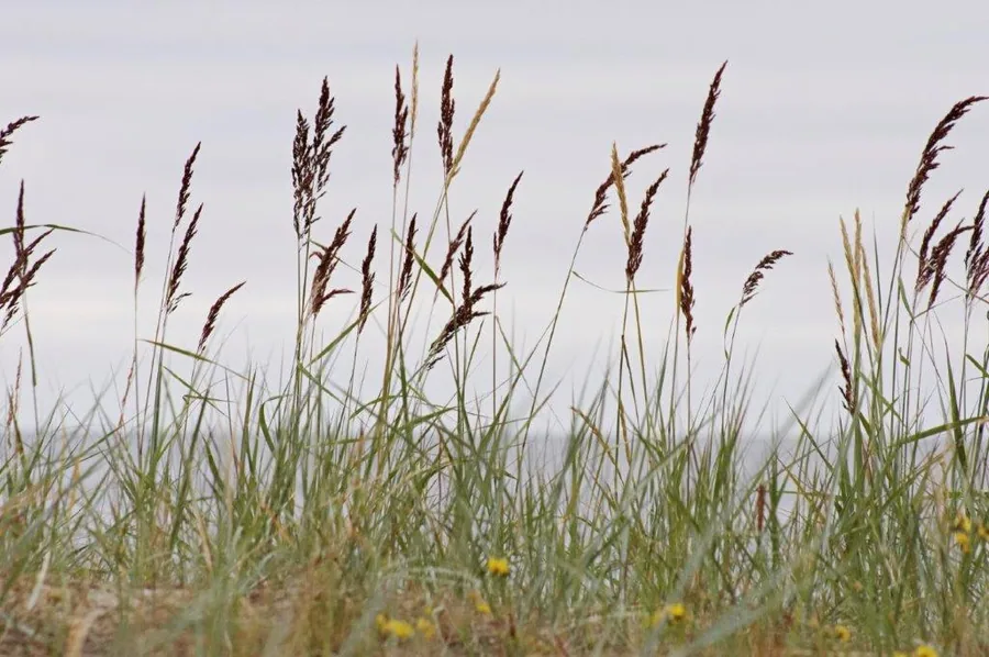 Close-up of tall wild grasses with brown seed heads swaying in a misty field.