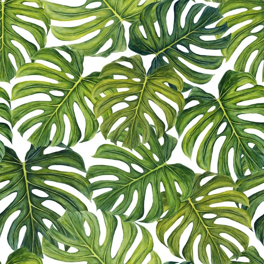 Repeating pattern of green monstera leaves with natural splits and holes on white background