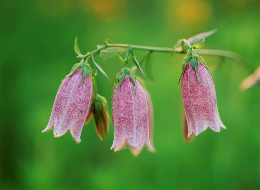 Pink speckled bell flowers hanging from green stems on soft green background