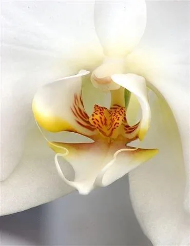 Close-up of a white orchid flower with yellow and red speckled centre against soft white petals