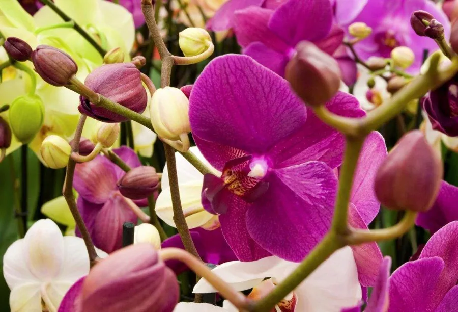 Magenta and white orchid flowers with buds on green stems in close-up botanical detail