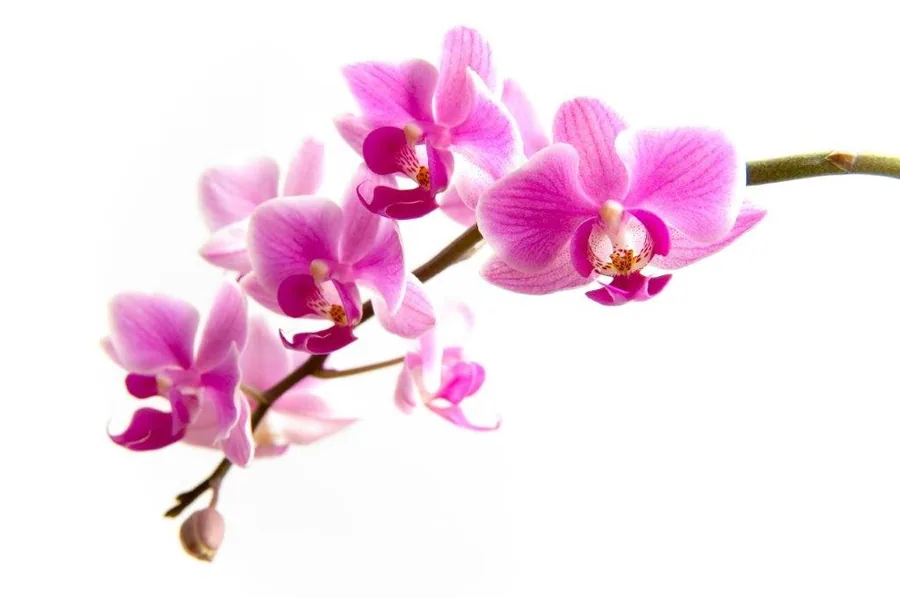 Pink and magenta orchid flowers with darker striped petals on a brown stem against white background