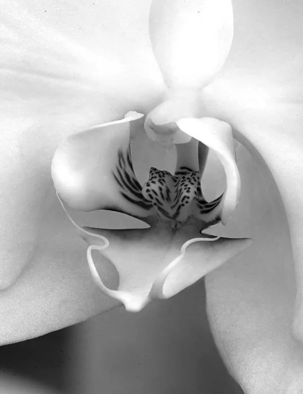 Black and white macro photograph of white orchid flowers with detailed dark stamens in soft focus.
