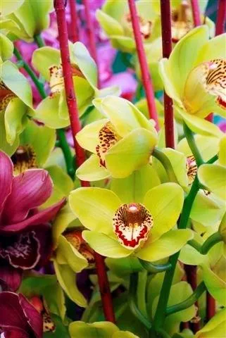 Yellow and magenta orchid flowers with spotted centers and deep red stems on blurred foliage background.