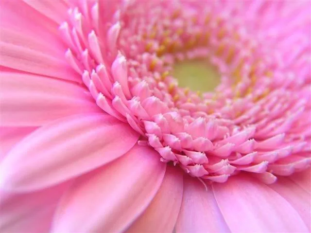 Close-up of vibrant pink gerbera flower petals with yellow center, soft focus macro photography.