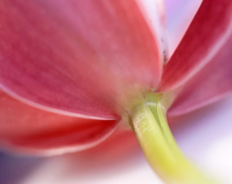 Macro close-up of soft pink tulip petals with yellow-green stem and blurred background.