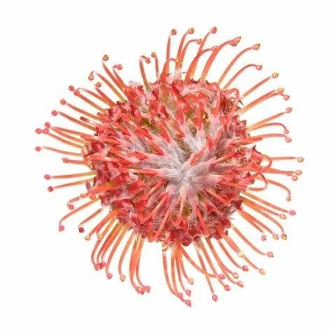 Close-up of a red protea flower with spiky stamens and pale center on white background