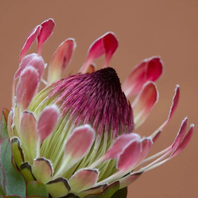 Close-up of a pink protea flower with delicate layered petals and dark center against a warm beige background.