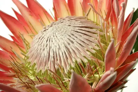 Close-up of red and cream protea flower with spiky petals surrounded by coral blooms
