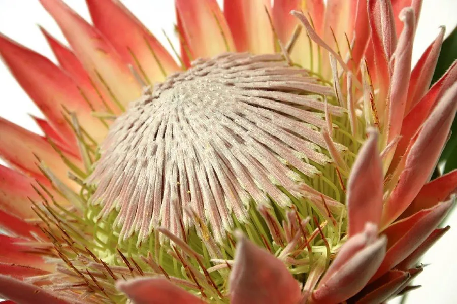 Close-up of red and cream protea flower with spiky petals surrounded by coral blooms