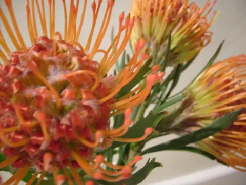 Close-up of coral and red protea flowers with orange stamens and green leaves on white background
