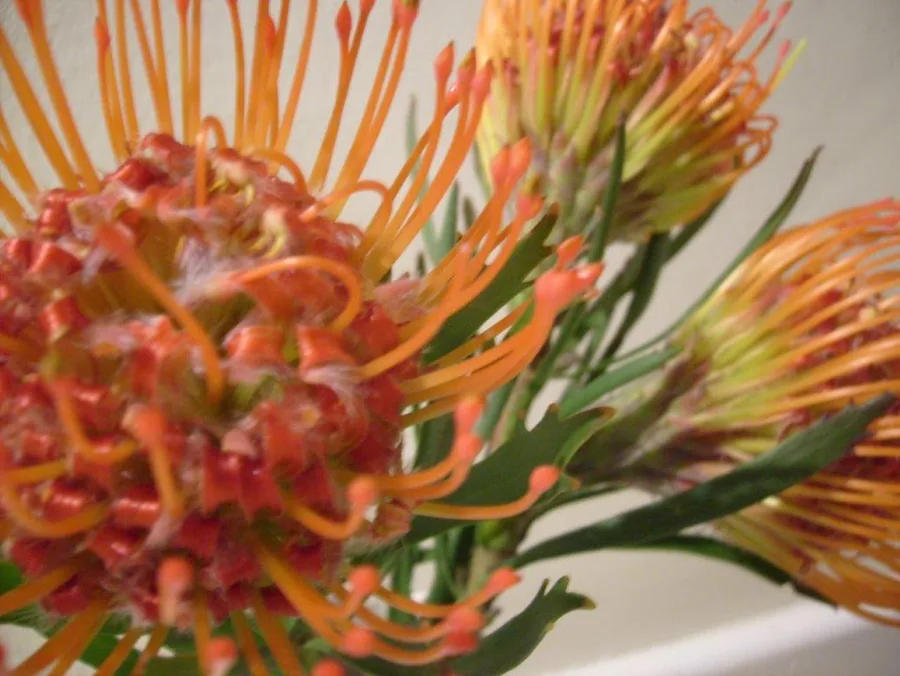 Close-up of coral and red protea flowers with orange stamens and green leaves on white background