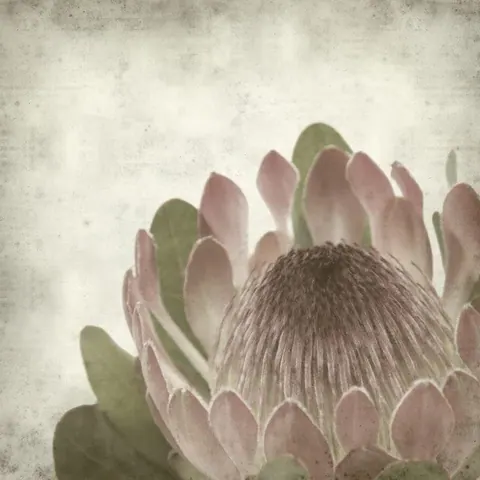 Close-up of pale pink protea flower with sage green leaves on textured cream background
