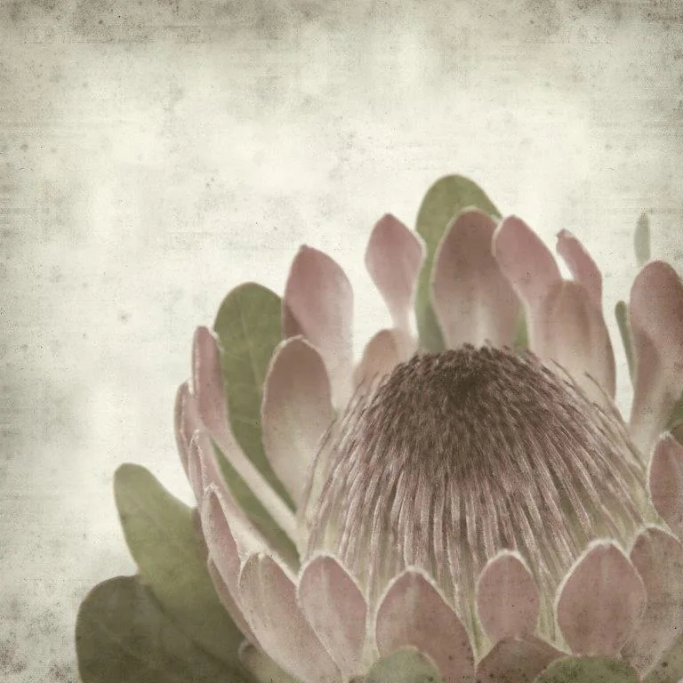 Close-up of pale pink protea flower with sage green leaves on textured cream background