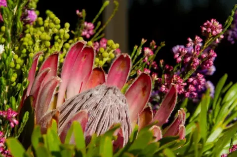 Close-up of pink protea flowers with green leaves and small pink blooms against dark background