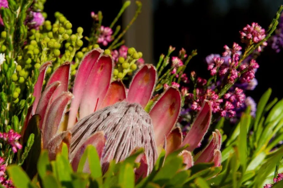 Close-up of pink protea flowers with green leaves and small pink blooms against dark background