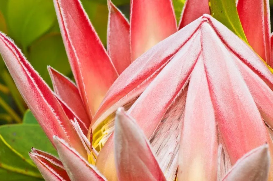 Close-up of pink protea flowers with layered petals, yellow stamens, and green leaves