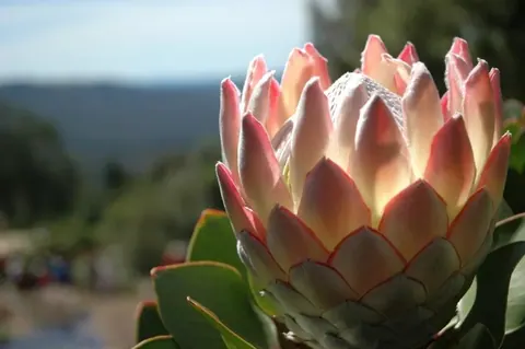 Close-up of a pink protea flower with coral-tipped petals glowing in sunlight, with blurred ocean and landscape background.