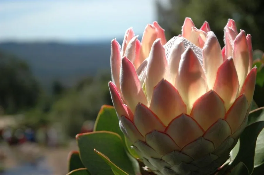 Close-up of a pink protea flower with coral-tipped petals glowing in sunlight, with blurred ocean and landscape background.