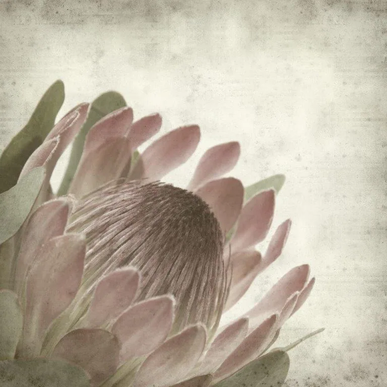 Close-up of pale pink protea flower with layered petals and brown stamens on neutral background