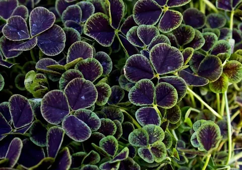 Dense cluster of purple clover leaves with bright green veins and stems in natural detail.