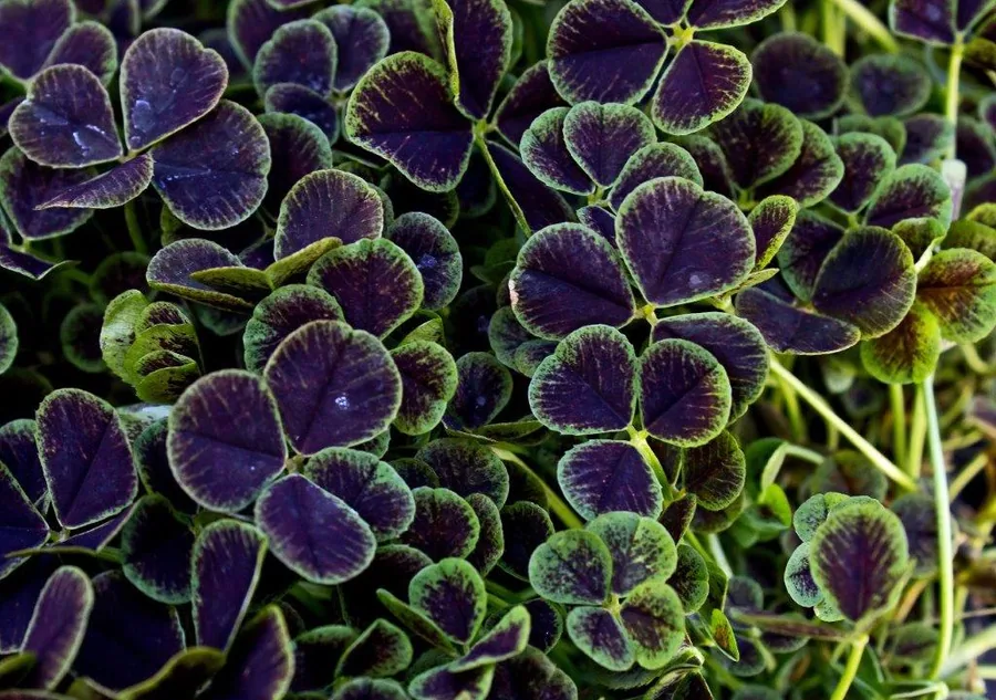 Dense cluster of purple clover leaves with bright green veins and stems in natural detail.