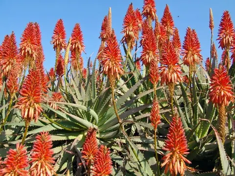 Close-up of bright red and gold torch lily flowers with green spiky leaves against blue sky