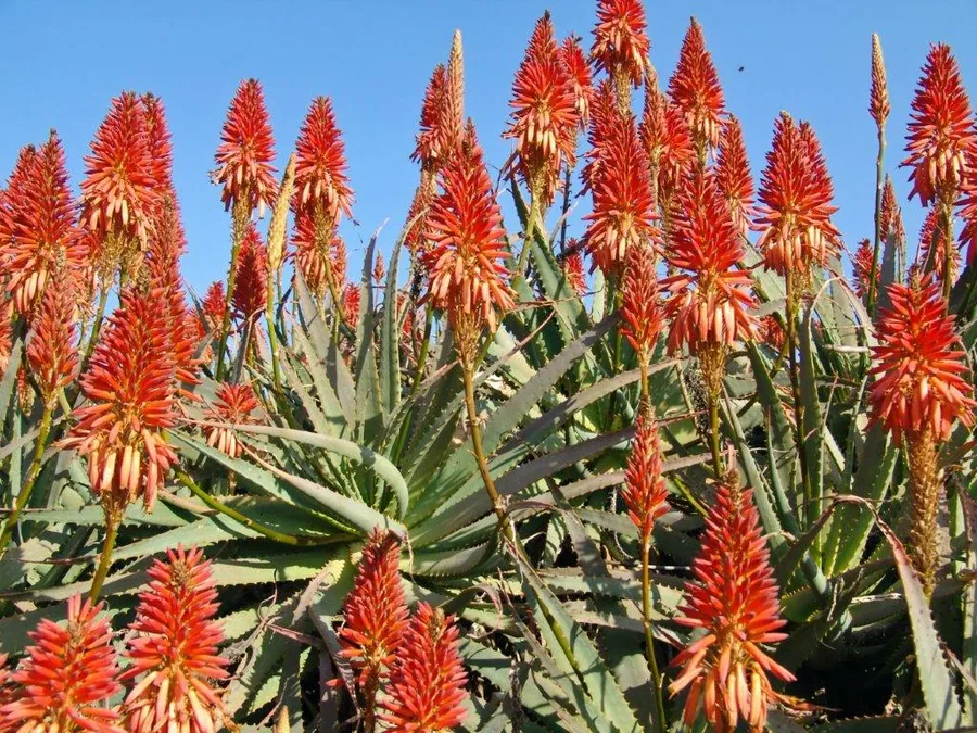 Close-up of bright red and gold torch lily flowers with green spiky leaves against blue sky