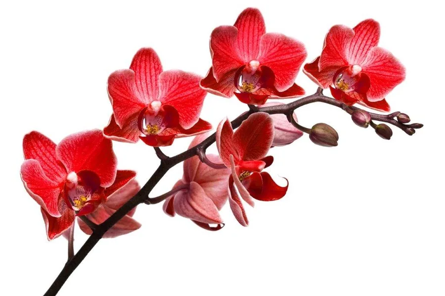 Red and pink orchid flowers with buds on dark branching stem against white background