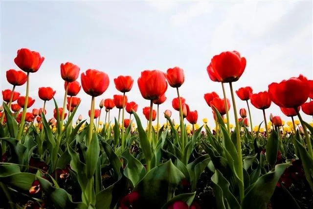 Field of bright red tulips with green stems against a light blue sky