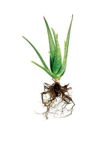 Watercolor illustration of aloe vera plant with visible root system on white background