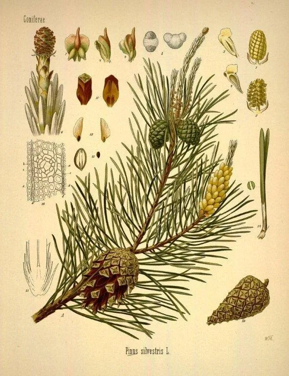 Vintage botanical illustration of Pinus silvestris showing pine cones, needles, and botanical details