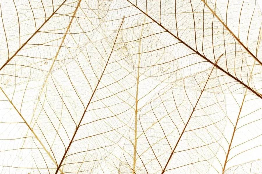 Close-up of translucent dried leaves showing detailed vein patterns in tan and brown tones