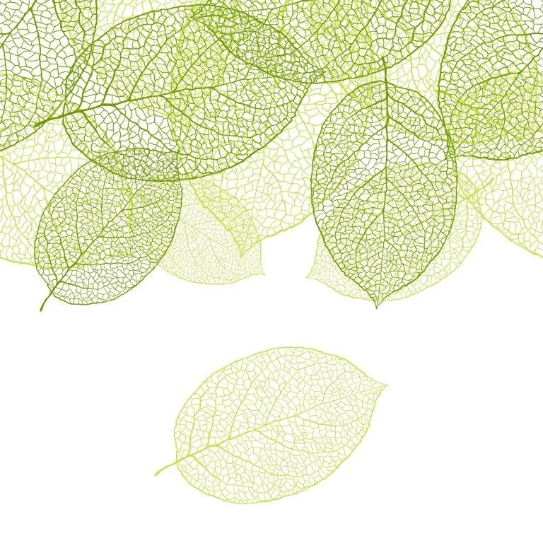 Translucent skeleton leaves in varying shades of green and pale yellow on white background