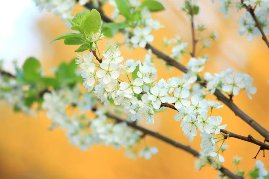 White cherry blossoms with green leaves on branches against a warm golden-yellow background