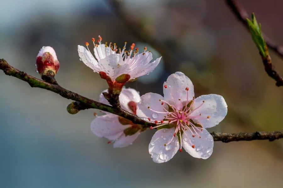 Pink cherry blossoms with water droplets on brown branches against blurred background