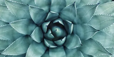 Overhead view of a teal succulent plant with geometric, layered leaves arranged in a tight spiral pattern