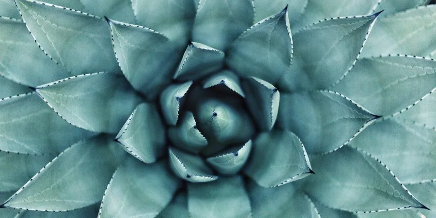 Overhead view of a teal succulent plant with geometric, layered leaves arranged in a tight spiral pattern