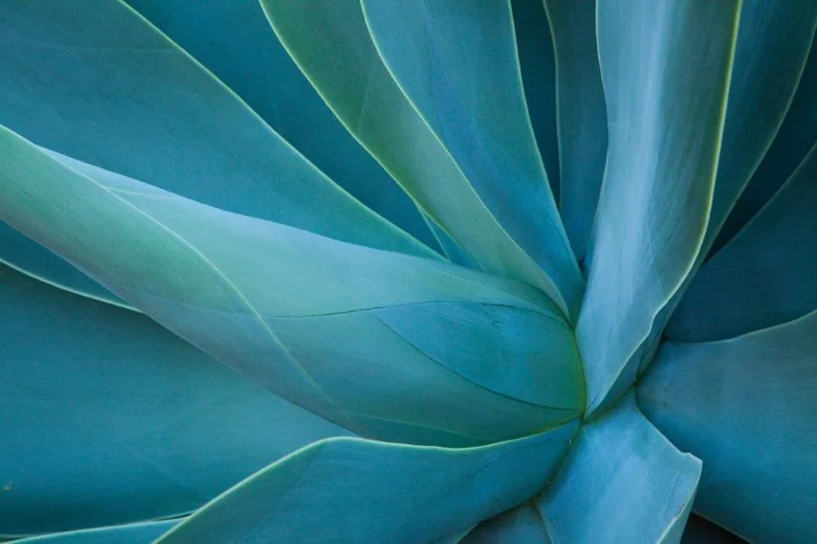 Macro detail of layered blue-green succulent leaves with soft lighting and natural texture gradients.