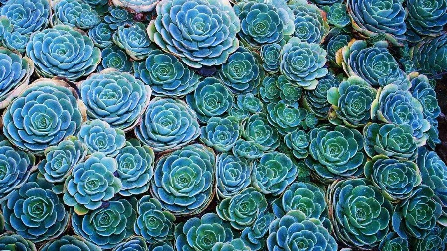 Overhead view of densely packed blue and green succulent plants arranged in a full-frame pattern.
