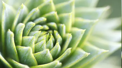 Macro photograph of a spiral succulent plant with textured green and cream leaves