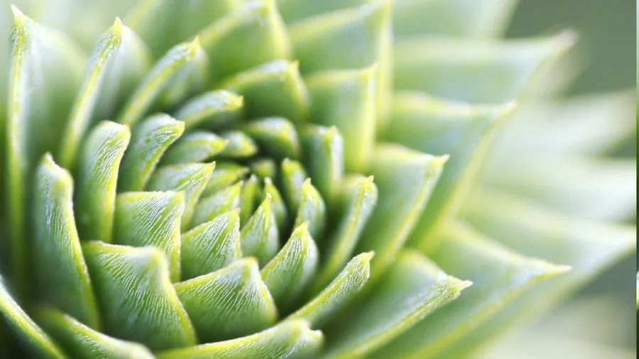 Macro photograph of a spiral succulent plant with textured green and cream leaves
