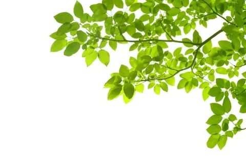 Green leaves and branches creating a natural canopy pattern against a white background.