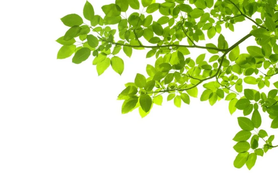 Green leaves and branches creating a natural canopy pattern against a white background.